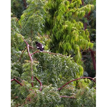 Neem Tree
